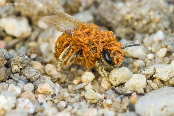 larvy majek na včele