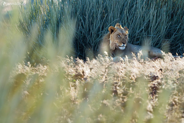 lev pustinný (Panthera leo)