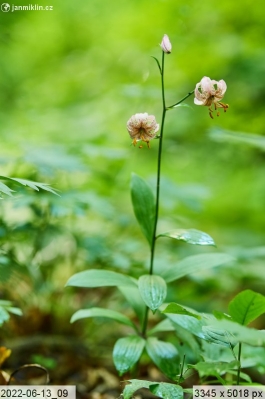 lilie zlatohlavá (Lilium martagon)