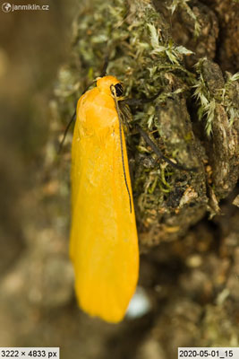 lišejníkovec žlutý (Eilema sororcula)