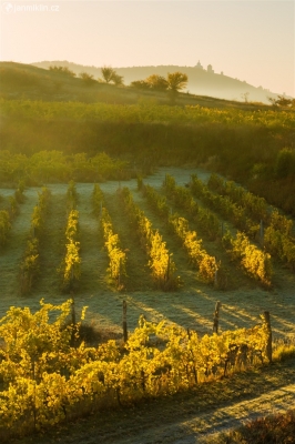 Mikulovské vinohrady