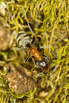 mravenec lužní