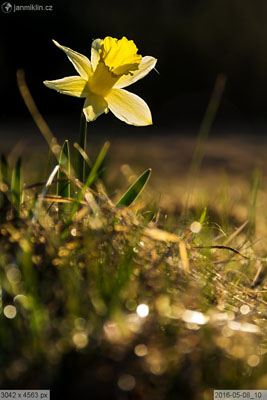 narcis žlutý (Narcissus pseudonarcissus)