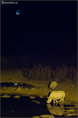 nosorožec černý | NP Etosha