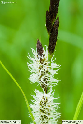 ostřice (Carex sp.)
