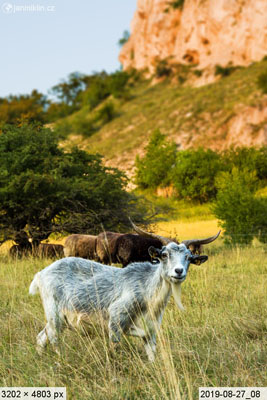 ovce a kozy v Soutěsce