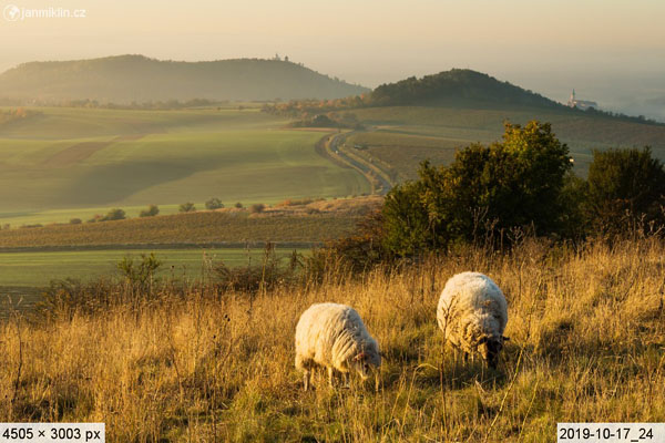 ovce na Stolové hoře