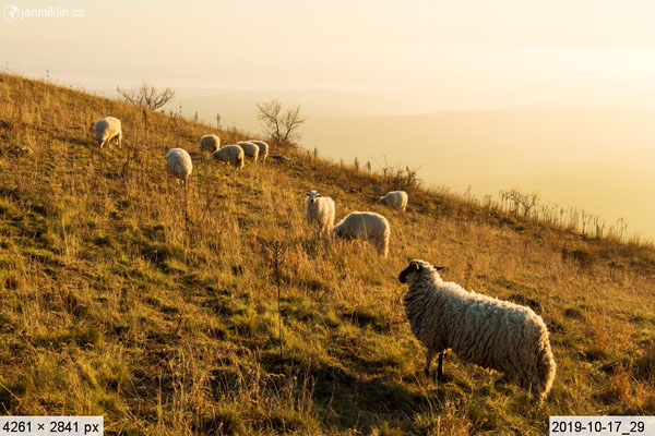 ovce na Stolové hoře