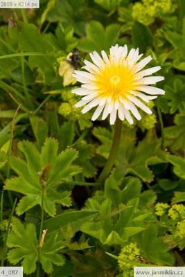 pampeliška (Taraxacum pseudoroseum)