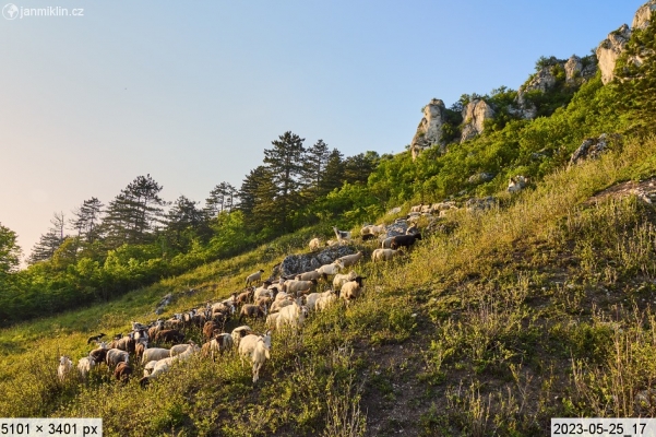 pastva ovcí a koz, NPR Tabulová