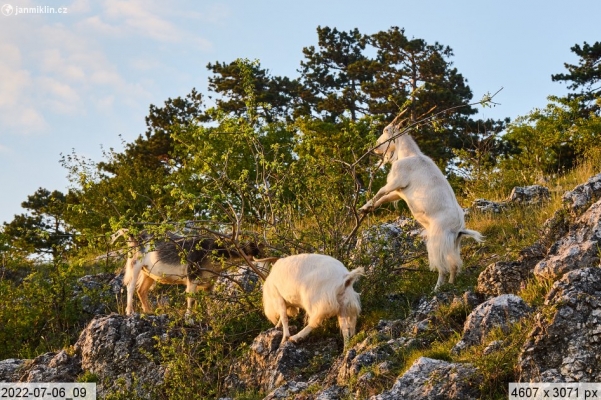 pastva ovcí a koz v NPR Děvín