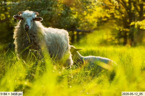 pastva ovcí na Stolové hoře, NPR Tabulová