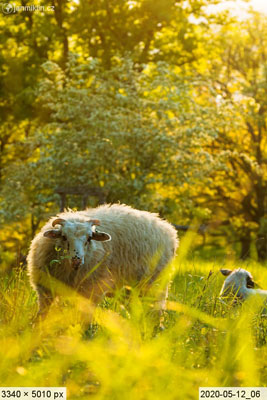 pastva ovcí na Stolové hoře, NPR Tabulová