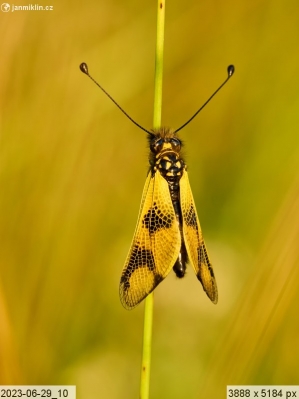 Ploskoroh pestrý (Libelloides macaronius