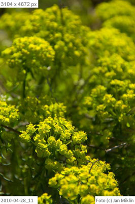 Pryšec chvojka / Euphorbia cyparissias