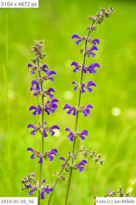 šalvěj luční / Salvia pratensis