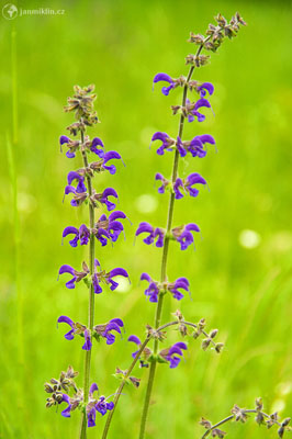 šalvěj luční / Salvia pratensis