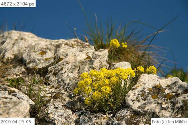 tařice skalní / Aurinia saxatilis