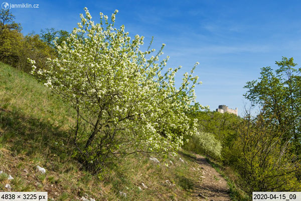 Višeň turecká (Prunus mahaleb)