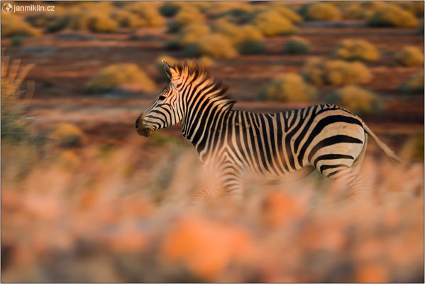 zebra horská | Palmwag