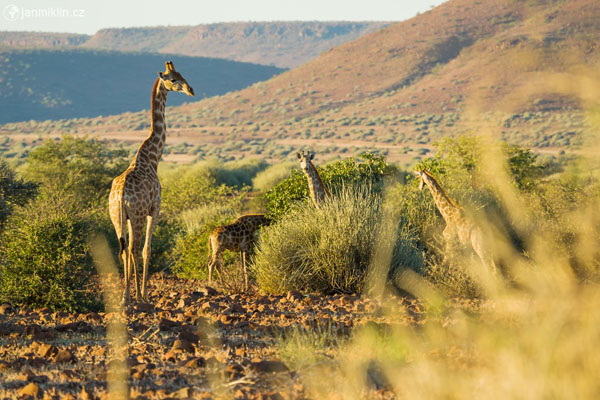 žirafa jižní (Giraffa giraffa)