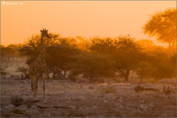 žirafa jižní | NP Etosha